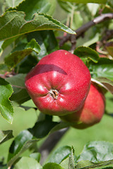 Image showing Ripe Apples