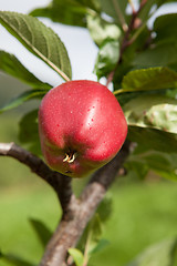 Image showing Ripe Apples