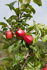 Image showing Ripe Apples