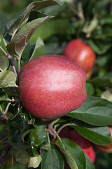 Image showing Ripe Apples