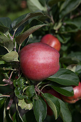 Image showing Ripe Apples