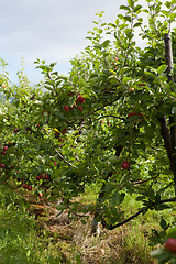 Image showing Ripe Apples