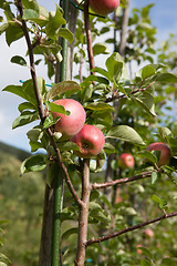 Image showing Ripe Apples