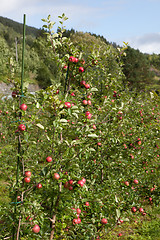 Image showing Ripe Apples