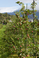 Image showing Ripe Apples