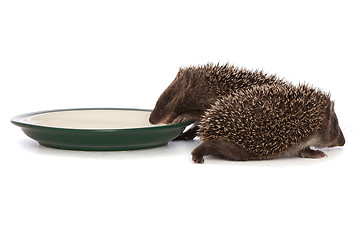 Image showing two hedgehogs