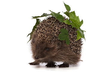 Image showing hedgehog