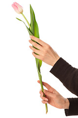Image showing spring tulip