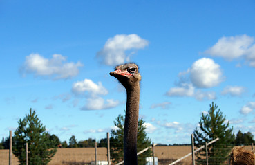 Image showing Ostrich