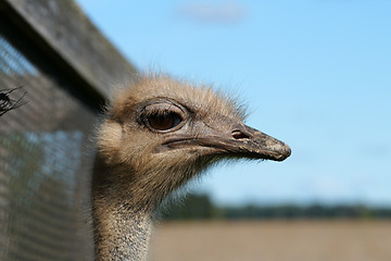 Image showing Ostrich