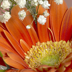 Image showing gerbera flower closeup