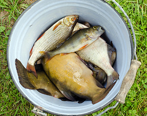 Image showing Fish tench roach bass catch in retro rusty bucket 