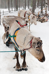 Image showing reindeers