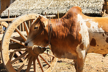 Image showing Cow ,Ox in a rural village