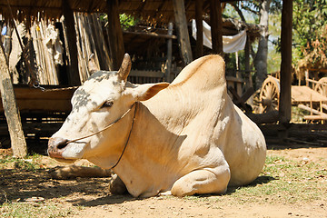 Image showing Cow ,Ox in a rural village