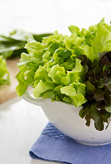 Image showing Varieties of Lettuce