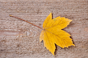 Image showing yellow maple leaf 