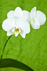 Image showing branch of white orchid
