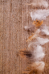 Image showing feathers on wooden background