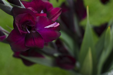 Image showing Opening flower of burgundy -crimson Gladiola-gladioli growing