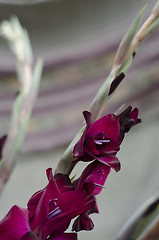 Image showing A stem of Deep Burgundy Gladiola
