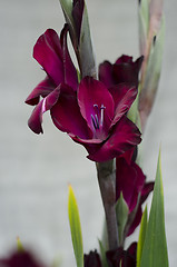 Image showing Deep burgundy-purple Gladiola-stems