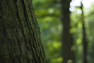 Image showing Close-up tree trunk, green bokeh background