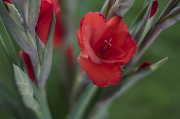 Image showing A spay of scarlet red Gladioli