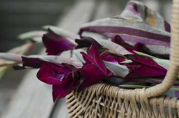 Image showing A basket with Gladiola -Gladioli-Gladiolus and cotton scarf