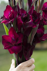 Image showing Womans hand holding bunch of deep red-burgundy gladioli