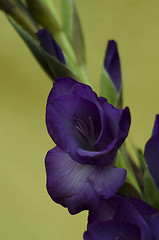 Image showing A stem of purple gladiola
