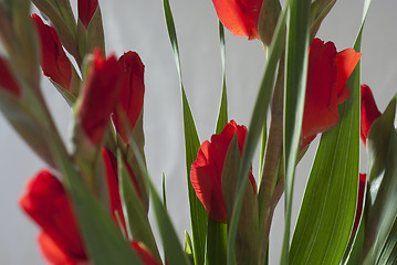 Image showing Scarlet red Gladiola-Gladioli-Gladiolus 