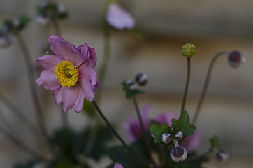 Image showing Pink Gerbera Daisy