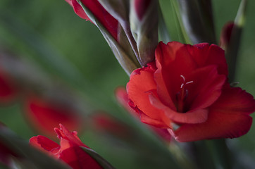 Image showing Scarlet red Gladiola-Gladioli-Gladiolus 