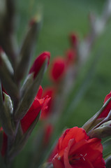 Image showing Stems of scarlet red Gladioli flowers