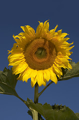 Image showing the sunflower