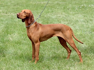 Image showing Hungarian Short-haired Pointing Dog