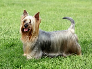 Image showing Australian Silky Terrier