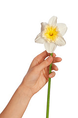 Image showing white narcissus