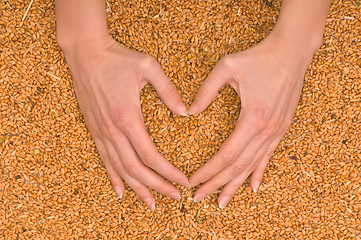 Image showing wheat heart