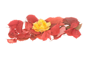 Image showing yellow flower in the pile of autumn leaves