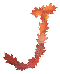 Image showing letter made of oak autumn leaves