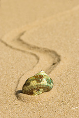 Image showing green cockleshell on the yellow sand