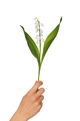 Image showing lily of the valley