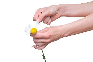 Image showing plucking off the petals of a chamomile