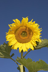 Image showing the sunflower