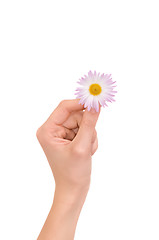 Image showing Daisy in the woman's hand