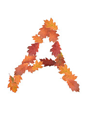 Image showing letter made of oak autumn leaves