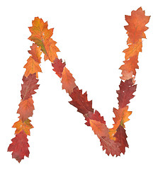 Image showing letter made of oak autumn leaves