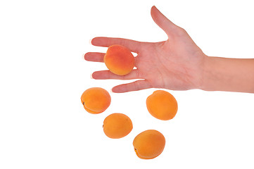 Image showing orange apricots in the hand